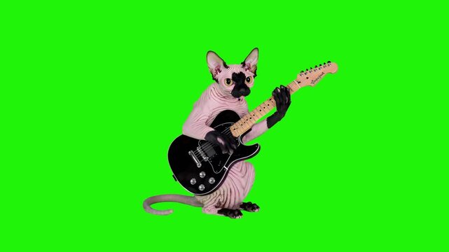 An animated Sphynx cat stands and plays a black electric guitar with professional technique on a chroma key background. The character features realistic skin textures and fluid motion, perfect for roc