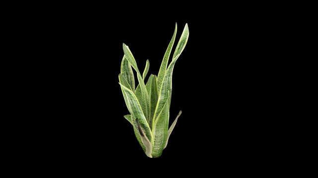 Dracaena Trifasciata swaying in summer wind, realistic animation with transparent background and alpha channel in 4k