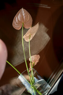 Vase with anthuriums