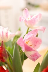 Obraz premium Many beautiful spring flowers at home, closeup