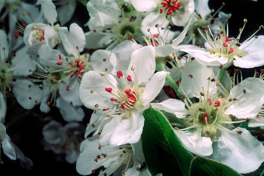 perastro (Pyrus amygdaliformis) Sassari, Osilio, Sardegna, Italia Pear tree. Bunnari, Sassari, Sardinia, Italy