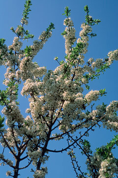 perastro (Pyrus amygdaliformis) Sardegna, ItaliaPear tree. Bunnari, Sassari, Sardinia, Italy