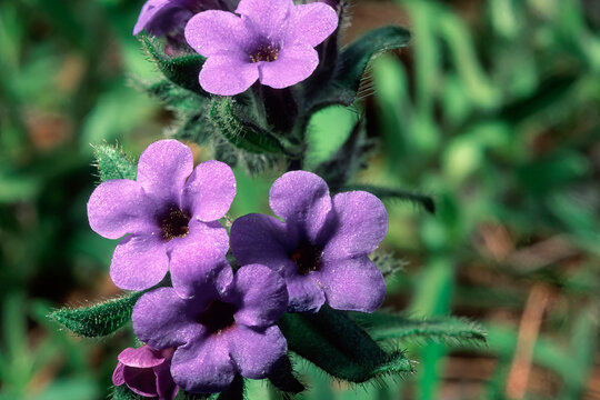 Dyers' bugloss (Alkanna tinctoria), blooming, Sardinia, Italy