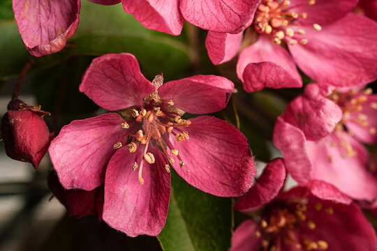 Close up of pink flowers