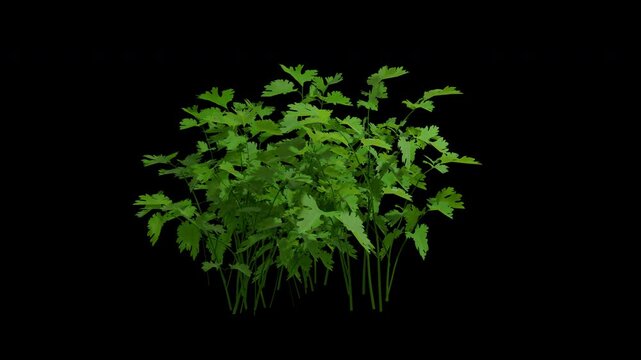 Coriader swaying in summer wind, realistic animation with transparent background and alpha channel in 4k