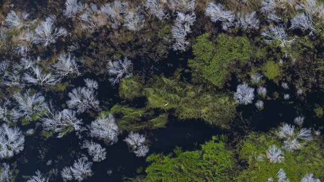 Aerial view of a maze of waterways winding through a tapestry of green and silver trees, creating a breathtaking contrast of life and dormancy, West Palm Beach, Florida, United States.
