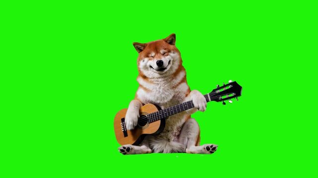 A 3D animated Shiba Inu dog sitting and playing an acoustic guitar against a green chroma key backdrop. Perfect for viral-style "doge" memes, pet-related content, and humorous advertisements.