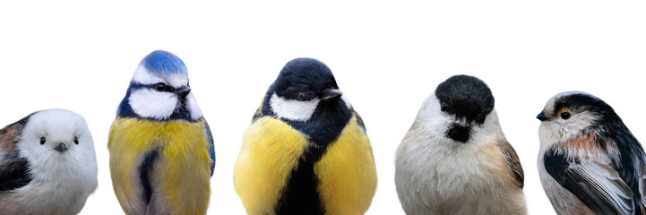 Portraits of popular European park tits isolated on white background © fotomaster