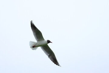 Fototapeta premium gull billed tern