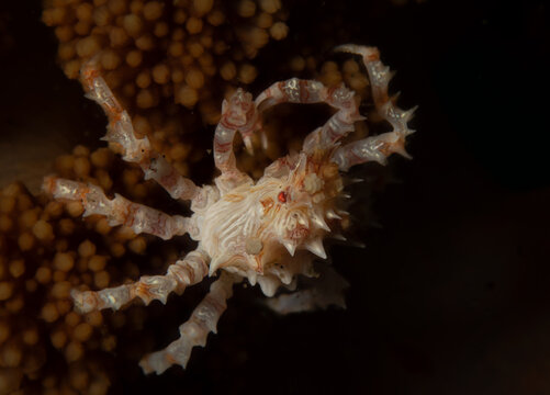 Detailed view of Hoplophrys oatesii anatomy and spikes mimicking Dendronephthya coral polyps.