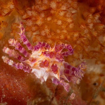 Close-up of Hoplophrys oatesii showing specialized spikes for mimicry on red Dendronephthya coral.