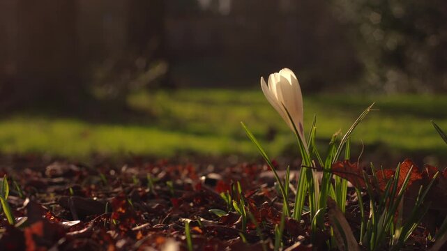 Solitary white crocus flower in gentle breeze 