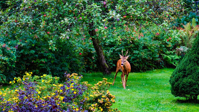 Deer in the garden under the apple tree