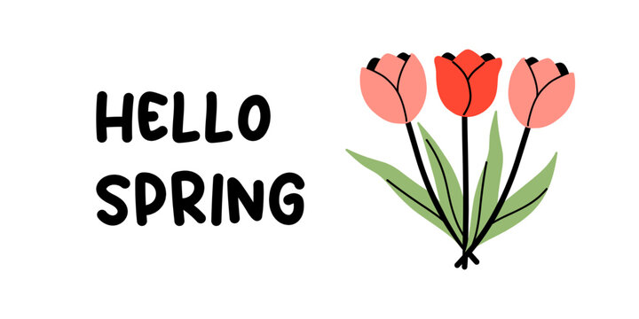 Vector hello spring greeting card with lettering and cute tulip bouquet in pink and red. Minimal floral illustration for seasonal poster, social media, invitation, postcard and spring sale branding.