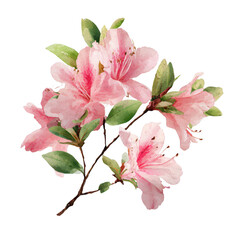 Obraz premium Beautiful pink azalea flowers with green leaves on branch isolated on transparent background transparent background