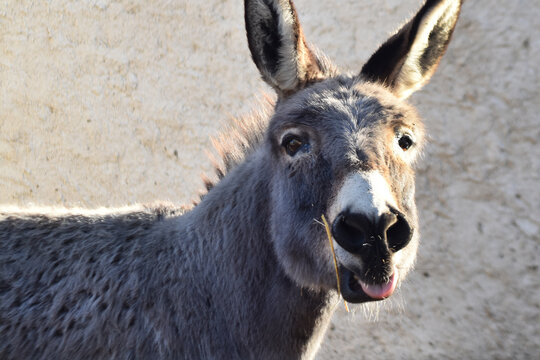 Burla de Burro