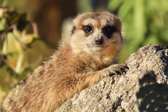 Descanso de Suricata