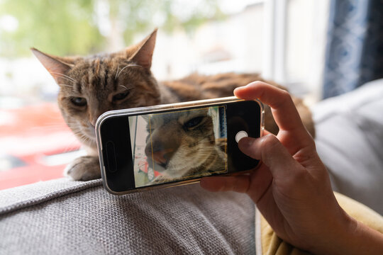 Man Enjoys Capturing a Funny Moments With His Tabby Cat on the Couch