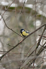 Fototapeta premium A great tit sits on a tree branch in winter Its belly is yellow with a black stripe Forest park garden fauna nature bird