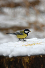 Great tit Parus major yellow breast with longitudinal black stripe bird standing on snow-covered surface stump food winter cold nature © Владимир Берлизов