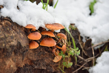 A group of small orange mushrooms the Winter Honey Fungus growing on a snow-covered old tree stump Flora nature cold forest park © Владимир Берлизов