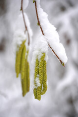 Naklejka premium Male inflorescences-catkins of hazel filbert covered with a layer of fresh fluffy snow tree bush winter flora nature a sign of approaching spring 