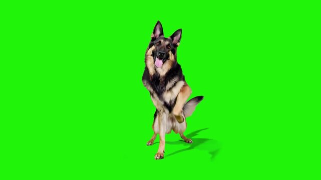 An energetic 3D animated German Shepherd dog moves dynamically across a green chroma key background. This high-quality animal asset is designed for easy integration into action-oriented or lighthearte