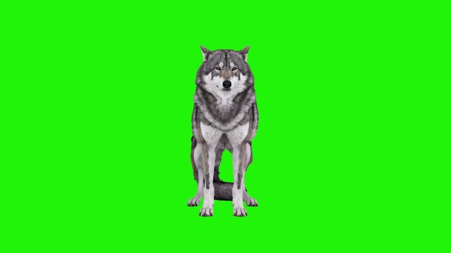 A high-quality 3D animation of a majestic grey wolf standing in a calm idle position against a chroma key green screen. The wolf looks directly at the camera, making it perfect for nature documentarie