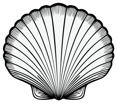 Elegant seashell illustration with detailed lines, monochrome art design for marine concepts