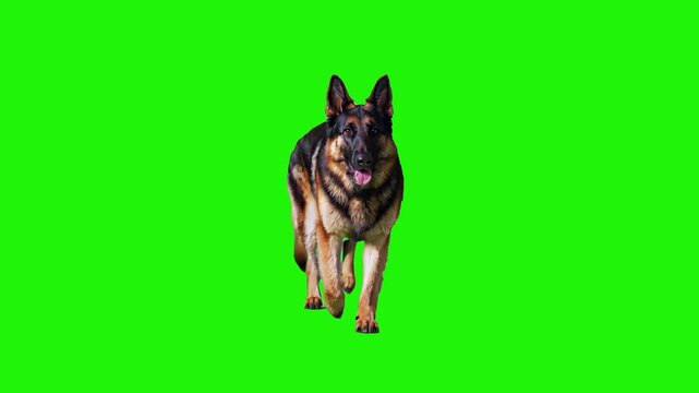 A 3D animated German Shepherd dog walks in place with a focused expression against a green background. This realistic canine motion cycle is a versatile asset for security, service dog, or pet themes.