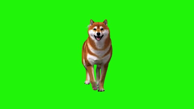 A cute 3D animated Shiba Inu dog performs a steady walking cycle on a solid green screen. This joyful pet asset is perfect for lighthearted commercials, social media content, and app mascots.