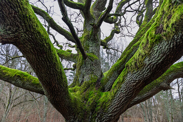 Obraz premium Majestic Moss-Covered Oak Tree With Twisted Branches Creating a Dramatic Woodland Scene In Winter