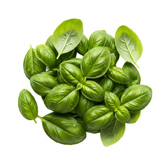 Fototapeta premium A vibrant bunch of fresh basil leaves on transparent background