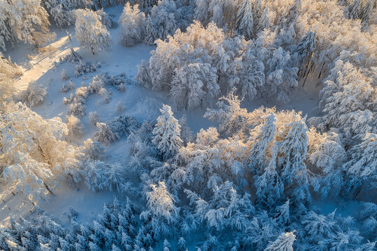 Aerial view of a serene, snow-laden forest glistening under the soft sunlight, creating a magical winter wonderland, Winterberg, North Rhine-Westphalia, Germany.