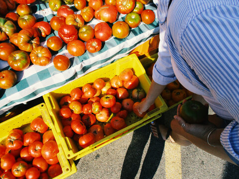 Picking Tomatoes at the Farmer's Market