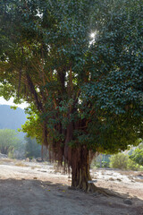Banyan tree in Dhofar. Salalah. Oman