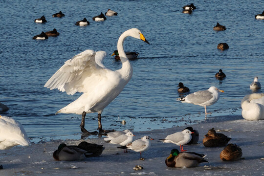 Ein Singschwan (Cygnus cygnus, whooper swan) mit ausgebreiteten Fl&uuml;geln als Wintergast auf dem teilweise Binnensee von Heiligenhafen in, mit Stockenten, Reiherenten und Lachm&ouml;wen und einer Silberm&ouml;we.