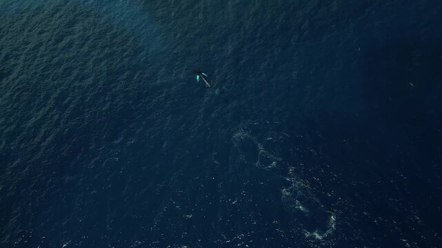 Aerial footage of four whales moving through calm tropical water, two near the surface and two deeper below.