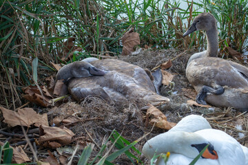 Swans resting peacefully in a nest surrounded by dried autumn leaves and tall grass. The serene scene captures the natural beauty and tranquility of wildlife.