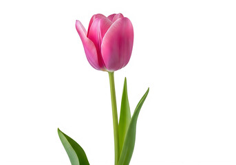 A vibrant pink tulip in full bloom against a stark white background