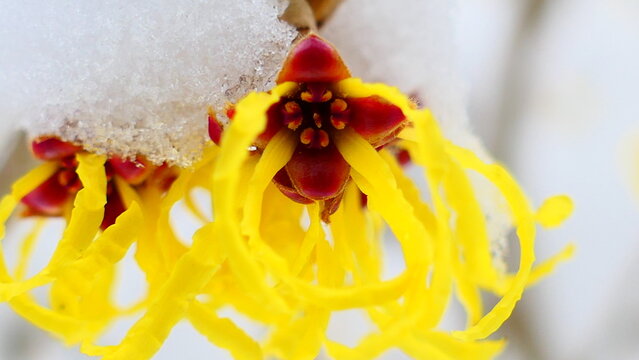 Zaubernuss Bl&uuml;te mit Eis bedeckt 