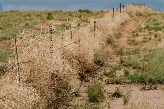 Navajo land, Arizona, United States.  Tumble weeds and barbed wire fence.