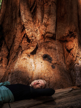 A guy is lying on the trunk of a large tree