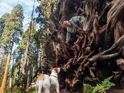 A man sits on the roots of a huge sequoia tree 