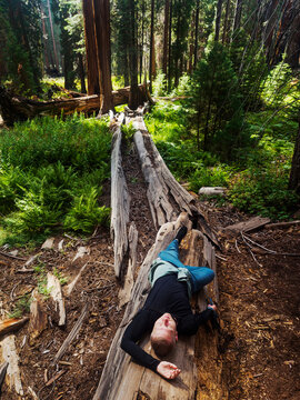 A guy is lying on the trunk of a large tree