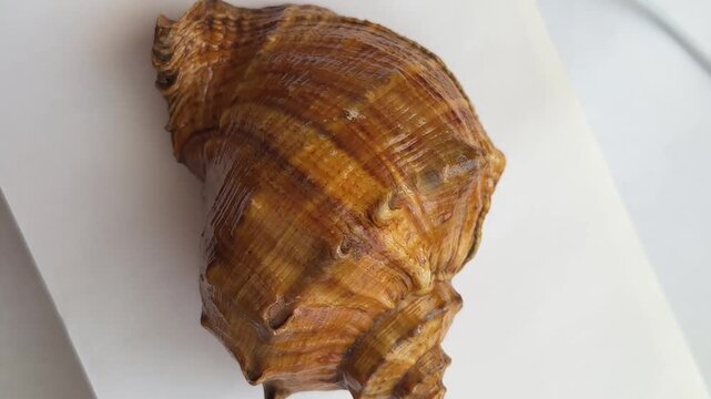 An enlarged image of the rotational movement of a natural shell with a spiral texture and glossy surface, ideal for marine, travel, and decorative concepts.