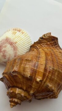 Close-up of the rotational movement of two shells with a spiral and fan-like texture, emphasizing natural marine beauty and decorative details