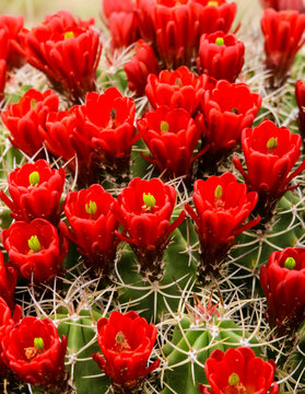 New Mexico, United States.  Claret cup cactus in bloom.