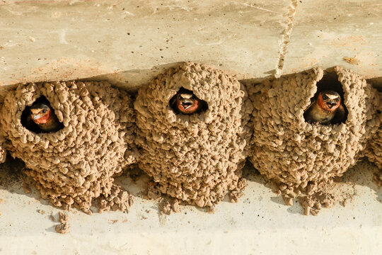 Carlsbad, New Mexico, United States. Swallows nesting in their row of adobe nests.