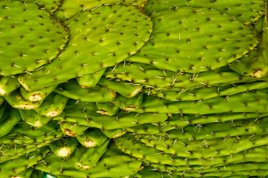 San Miguel de Allende Mexico. Cactus (nopales) an edible Mexican dish once stickers are removed.
